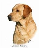 Labrador Retriever 9Y297D-038a